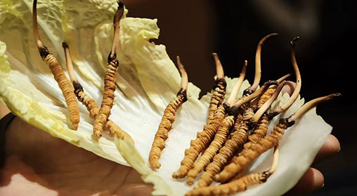 新鮮冬蟲夏草要洗嗎