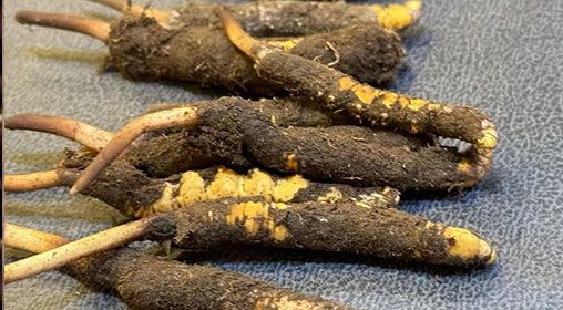 什么季節挖新鮮冬蟲夏草 