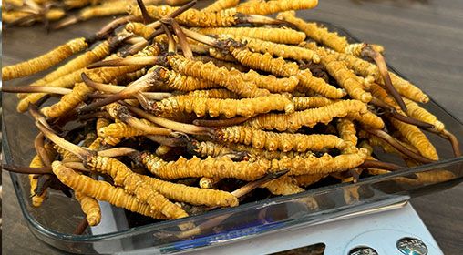 <a href=http://m.gmsign.com.cn/s/brxcc target=_blank class=infotextkey>比如縣冬蟲夏草</a>新鮮度