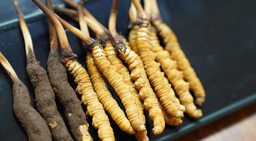 魚翅與<a href=http://m.gmsign.com.cn/xinxian/ target=_blank class=infotextkey>新<a href=http://m.gmsign.com.cn/xinxian/ target=_blank class=infotextkey>鮮冬蟲夏草</a></a>