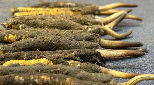 那曲<a href=http://m.gmsign.com.cn/xinxian/ target=_blank class=infotextkey>新<a href=http://m.gmsign.com.cn/xinxian/ target=_blank class=infotextkey>鮮冬蟲夏草</a></a>采摘