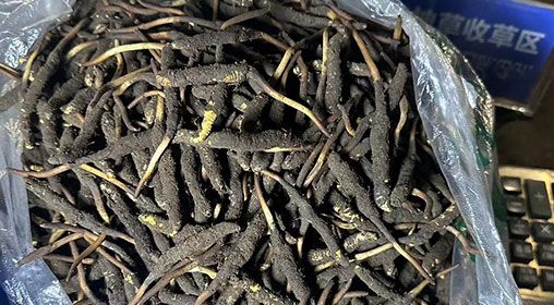 <a href=http://m.gmsign.com.cn/xinxian/ target=_blank class=infotextkey>新<a href=http://m.gmsign.com.cn/xinxian/ target=_blank class=infotextkey>鮮冬蟲夏草</a></a>出售