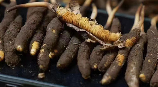 新鮮冬蟲夏草發貨