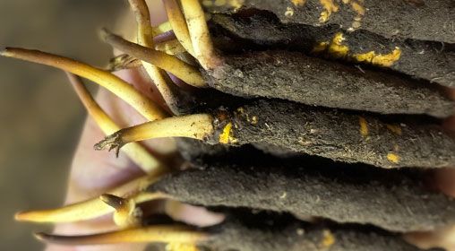 <a href=http://m.gmsign.com.cn/xinxian/ target=_blank class=infotextkey>新<a href=http://m.gmsign.com.cn/xinxian/ target=_blank class=infotextkey>鮮冬蟲夏草</a></a>晾曬