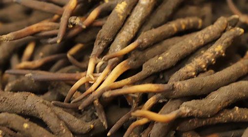 <a href=http://m.gmsign.com.cn/xinxian/ target=_blank class=infotextkey>新<a href=http://m.gmsign.com.cn/xinxian/ target=_blank class=infotextkey>鮮冬蟲夏草</a></a>品質