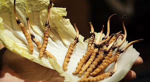 冷藏<a href=http://m.gmsign.com.cn/xinxian/ target=_blank class=infotextkey>新<a href=http://m.gmsign.com.cn/xinxian/ target=_blank class=infotextkey>鮮冬蟲夏草</a></a>   