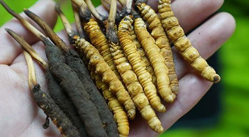 <a href=http://m.gmsign.com.cn/xinxian/ target=_blank class=infotextkey>新<a href=http://m.gmsign.com.cn/xinxian/ target=_blank class=infotextkey>鮮冬蟲夏草</a></a>服用