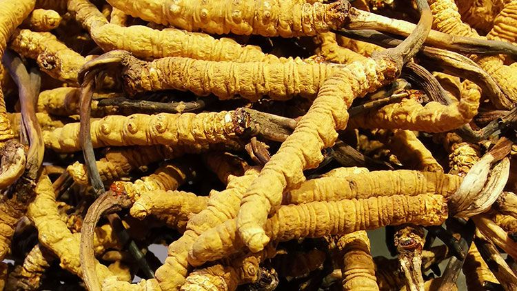 冬蟲夏草是什么味道？揭秘“軟黃金”的獨特風味