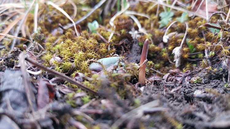 冬蟲(chóng)夏草頭期干貨：黃金品質(zhì)的奧秘