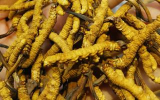 平陽冬蟲夏草市場在哪里？2024年最新采購指南