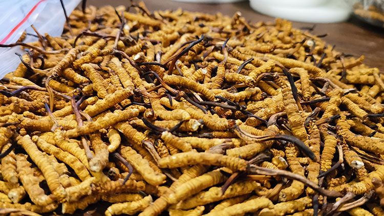 深圳<a href=http://m.gmsign.com.cn/zhengce/ target=_blank class=infotextkey>冬蟲夏草交易</a>市場：南中國蟲草貿易的黃金樞紐