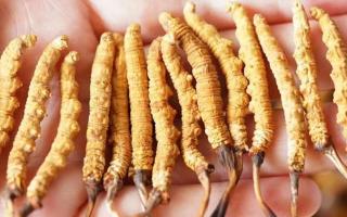 冬蟲夏草：自然界的陰陽調和大師