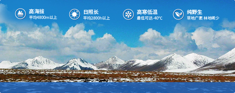 為什么說西藏那曲的冬蟲夏草，是品質(zhì)最好的蟲草！