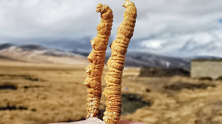 全球<a href=http://m.gmsign.com.cn/ target=_blank class=infotextkey>冬蟲夏草</a>核心產地分布圖鑒（2024最新版）