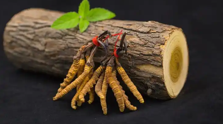 ?蟲草花 vs 冬蟲夏草：本質區別全解析（2024最新版）?