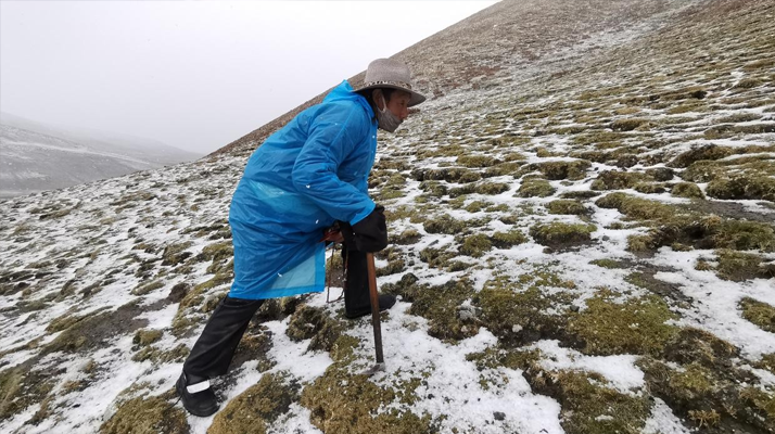 探秘冬蟲夏草采摘季