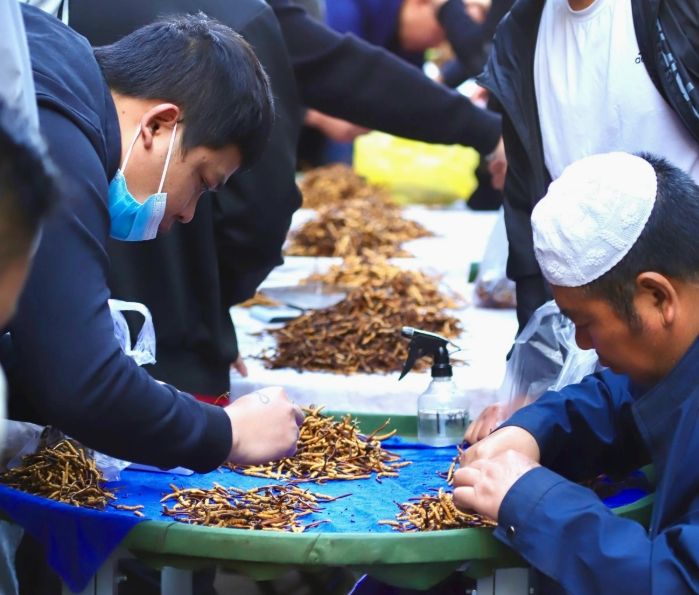 西寧冬蟲夏草交易中心：蟲草貿易的核心樞紐