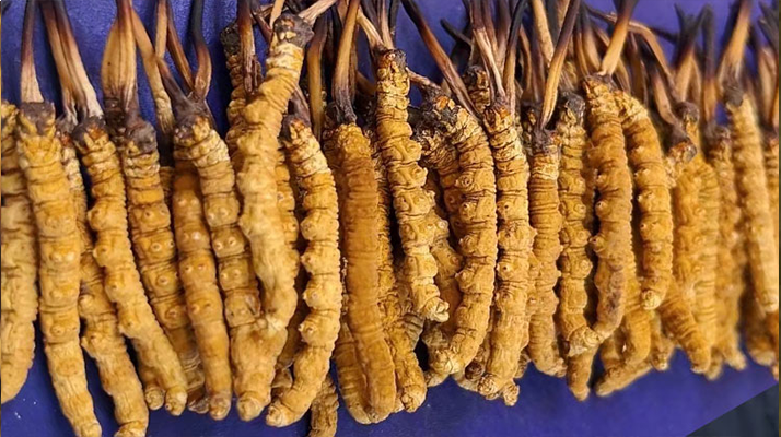 <a href=http://m.gmsign.com.cn/jiage/ target=_blank class=infotextkey>冬蟲夏草價格</a>解析：一文讀懂 “軟黃金” 的價值密碼