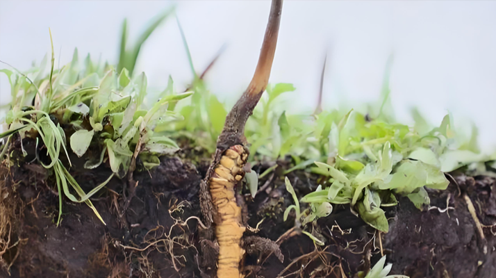 雪域精靈：冬蟲夏草的形態密碼? ? ? ?