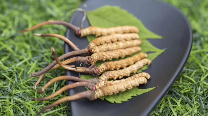 <a href=http://m.gmsign.com.cn/xinxian/ target=_blank class=infotextkey>鮮冬蟲夏草價格</a>揭秘：一根究竟值多少錢？