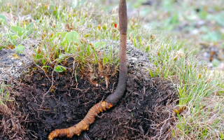 新鮮冬蟲夏草辨別指南：四招識破真偽優劣