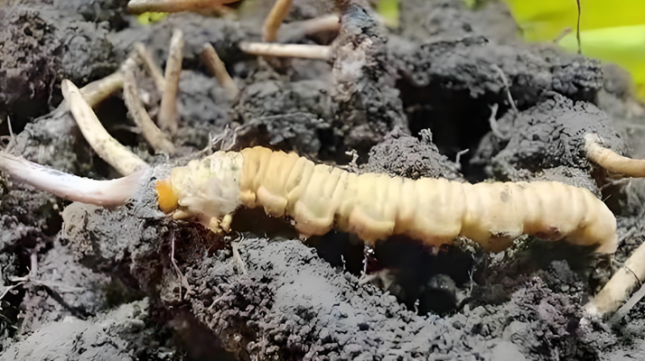 冬蟲夏草鮮草與干草的差異解析：不同形態，別樣價值