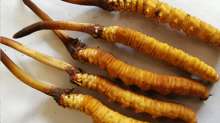 冬蟲夏草鮮草保質(zhì)期全解析：科學(xué)儲存鎖住營養(yǎng)