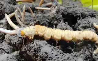 冬蟲夏草鮮草與干草的差異解析：不同形態，別樣價值