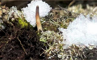 冬蟲夏草鮮草保養(yǎng)秘籍：延長(zhǎng)高原饋贈(zèng)的生命力