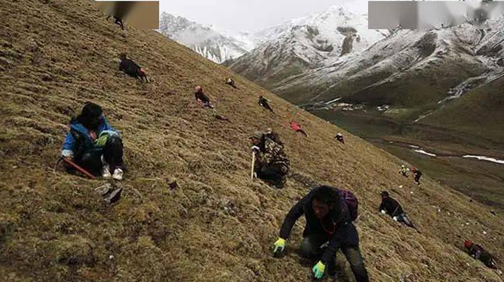 那曲冬蟲(chóng)夏草鮮草季節(jié)：自然的饋贈(zèng)