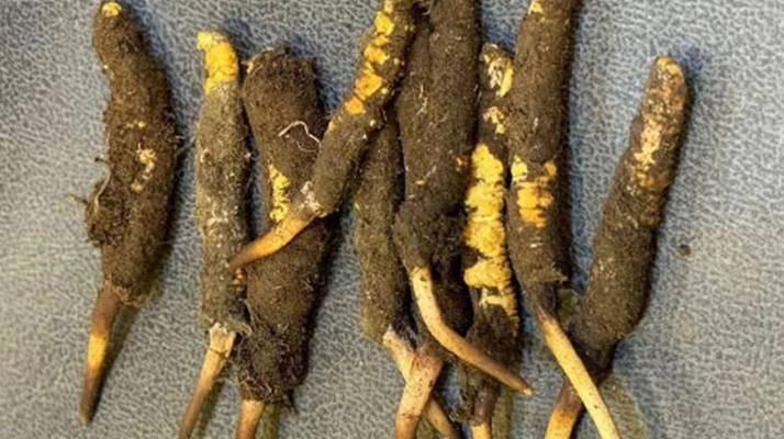 探秘那曲<a href=http://m.gmsign.com.cn/xinxian/ target=_blank class=infotextkey>鮮冬蟲夏草</a>的神奇功效