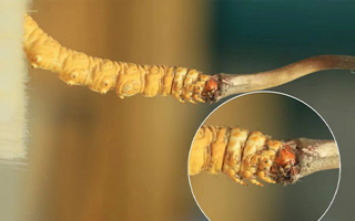 哪里能買到新鮮的冬蟲夏草？這幾個渠道要知道