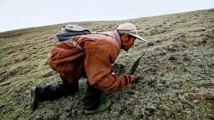 西藏冬蟲夏草最大產地：那曲，自然饋贈的珍寶之地