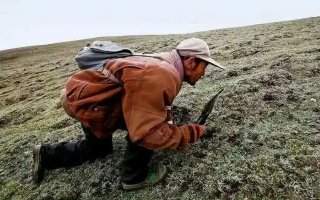 西藏冬蟲夏草最大產地：那曲，自然饋贈的珍寶之地