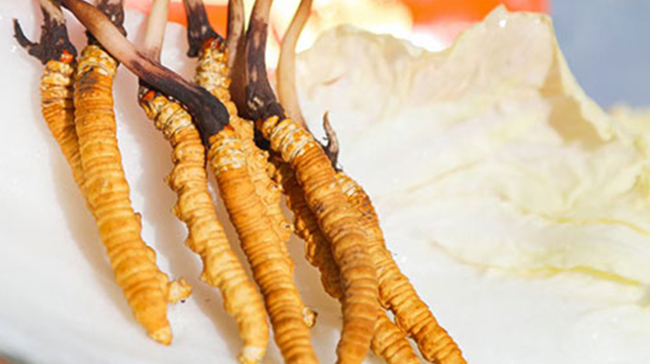 第十一屆冬蟲夏草鮮草節：傳承與發展的蟲草盛會