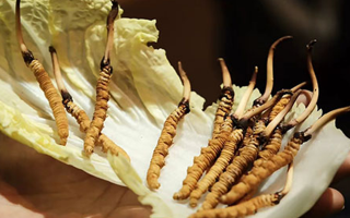 解鎖鮮冬蟲夏草的養生密碼：食用的多重益處