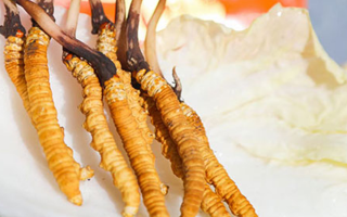 第十一屆冬蟲夏草鮮草節：傳承與發展的蟲草盛會