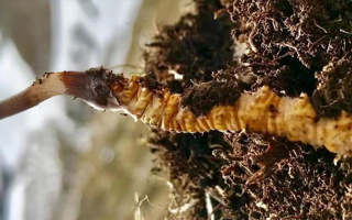 冬蟲夏草鮮干分辨指南