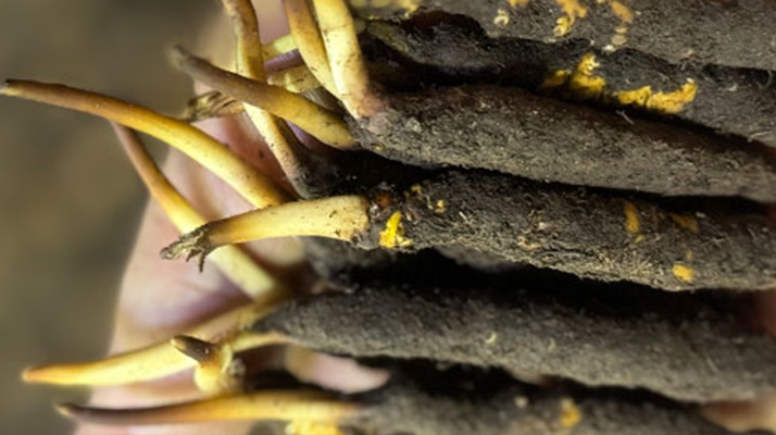 10 支裝<a href=http://m.gmsign.com.cn/xinxian/ target=_blank class=infotextkey>鮮冬蟲夏草價(jià)格</a>分析