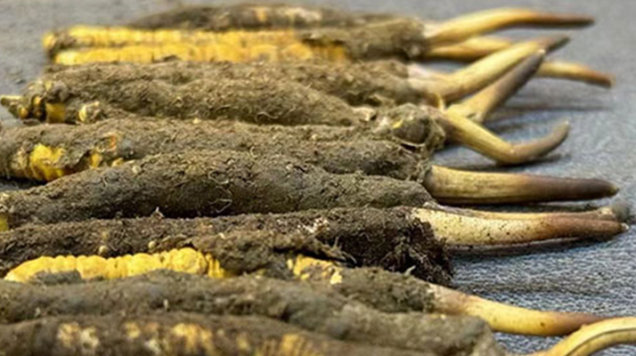 冬蟲(chóng)夏草與新鮮草：一字之差，天壤之別