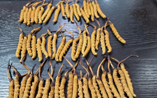 三只蟲(chóng)草賣的冬蟲(chóng)夏草是那曲的嗎