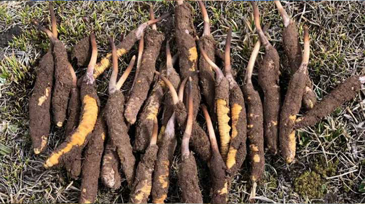 19歲能吃鮮冬蟲夏草嗎？