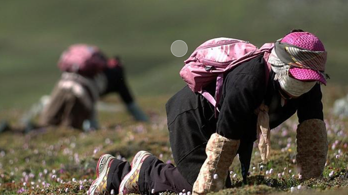 西藏<a href=http://m.gmsign.com.cn/xinxian/ target=_blank class=infotextkey>新<a href=http://m.gmsign.com.cn/xinxian/ target=_blank class=infotextkey>鮮冬蟲夏草</a></a>:雪域高原的神奇饋贈