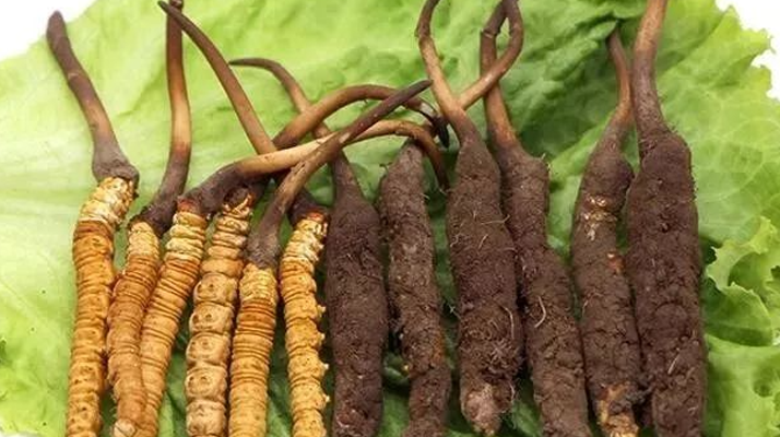 冬蟲夏草鮮草與干草:各有千秋的滋補之選