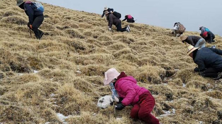 冬蟲夏草鮮草：產地與采收月份探秘