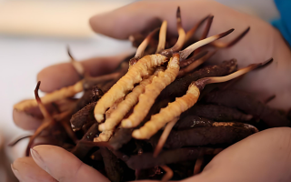 冬蟲夏草新鮮品：能否泡酒及泡酒要點解析