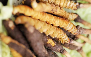 藏地新鮮冬蟲夏草批發價：探尋高價值背后的市場邏輯