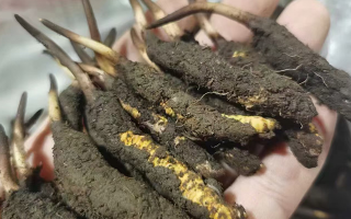 4月：新鮮冬蟲夏草批發正當時