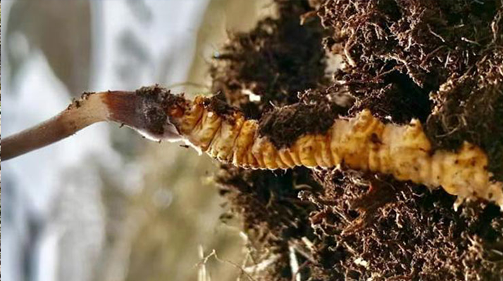 冬蟲夏草是新鮮的嗎？解鎖自然饋贈的生命密碼