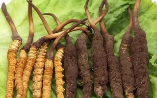 到哪里買新鮮的冬蟲夏草？三步辨真偽，四大渠道安心購